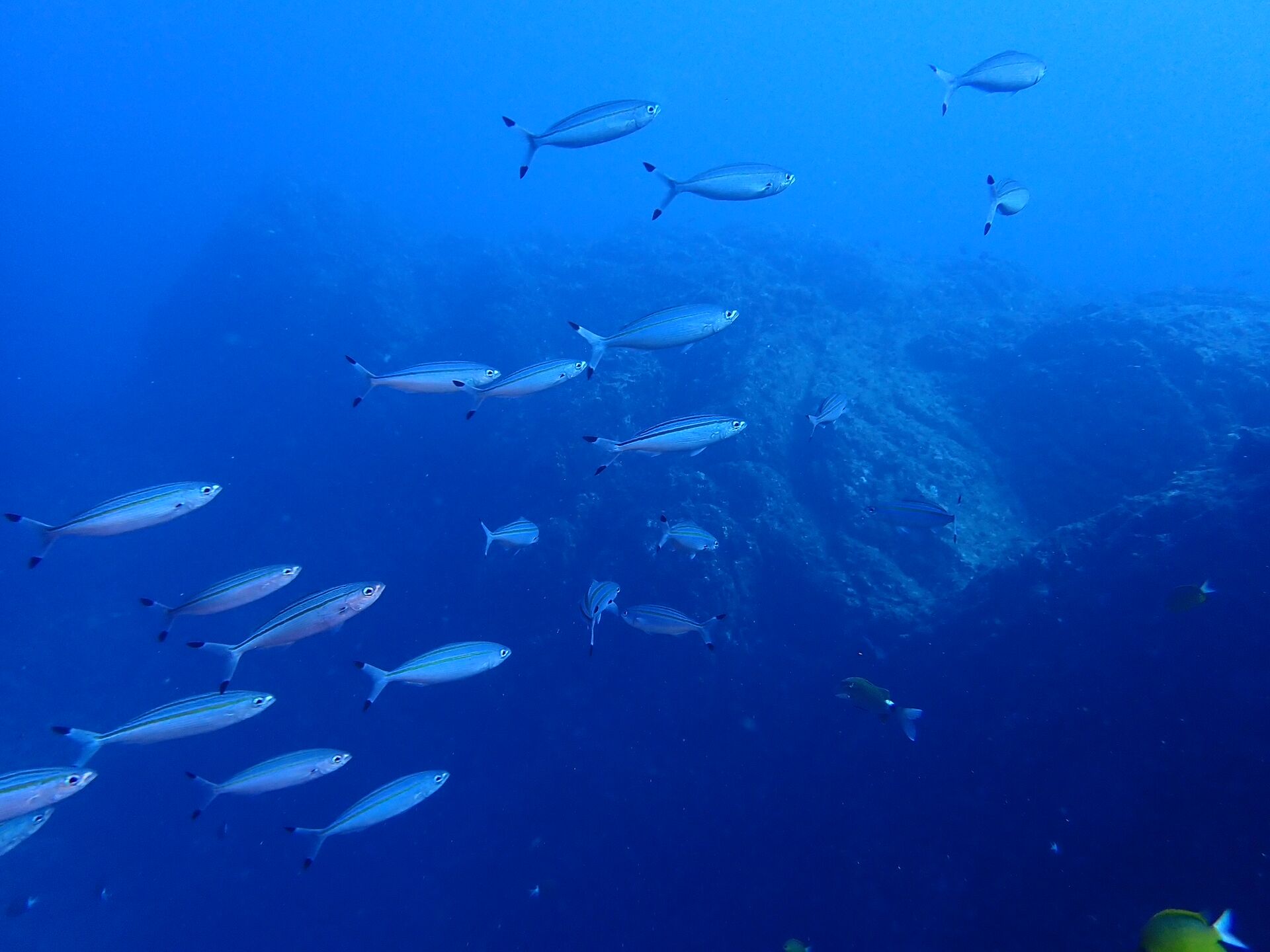 2026.8.20（ 木）　外洋も近場も魚影が濃くサイコーですね！