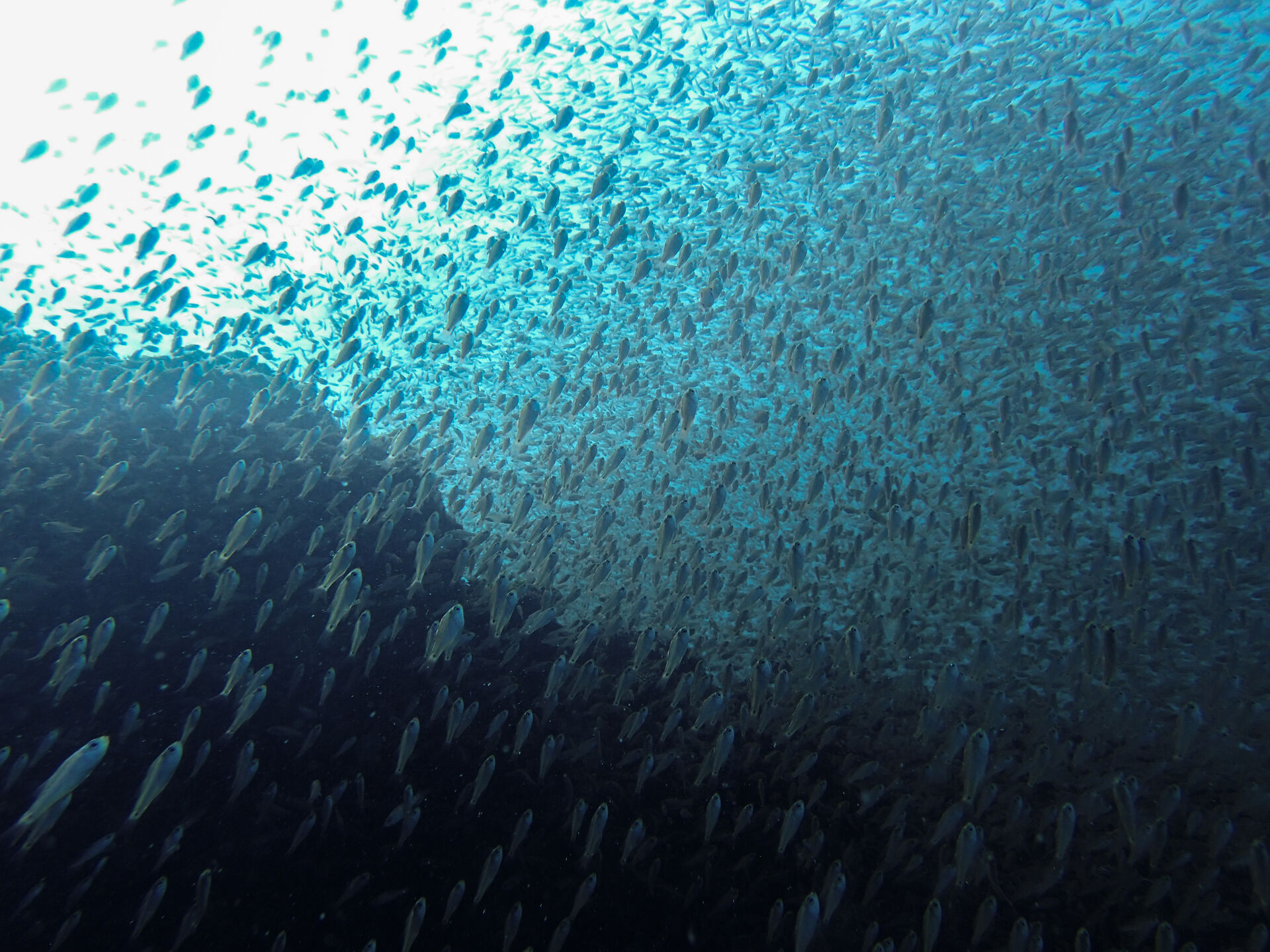 2026.9.1（火）　人間も魚も気にせずお掃除！