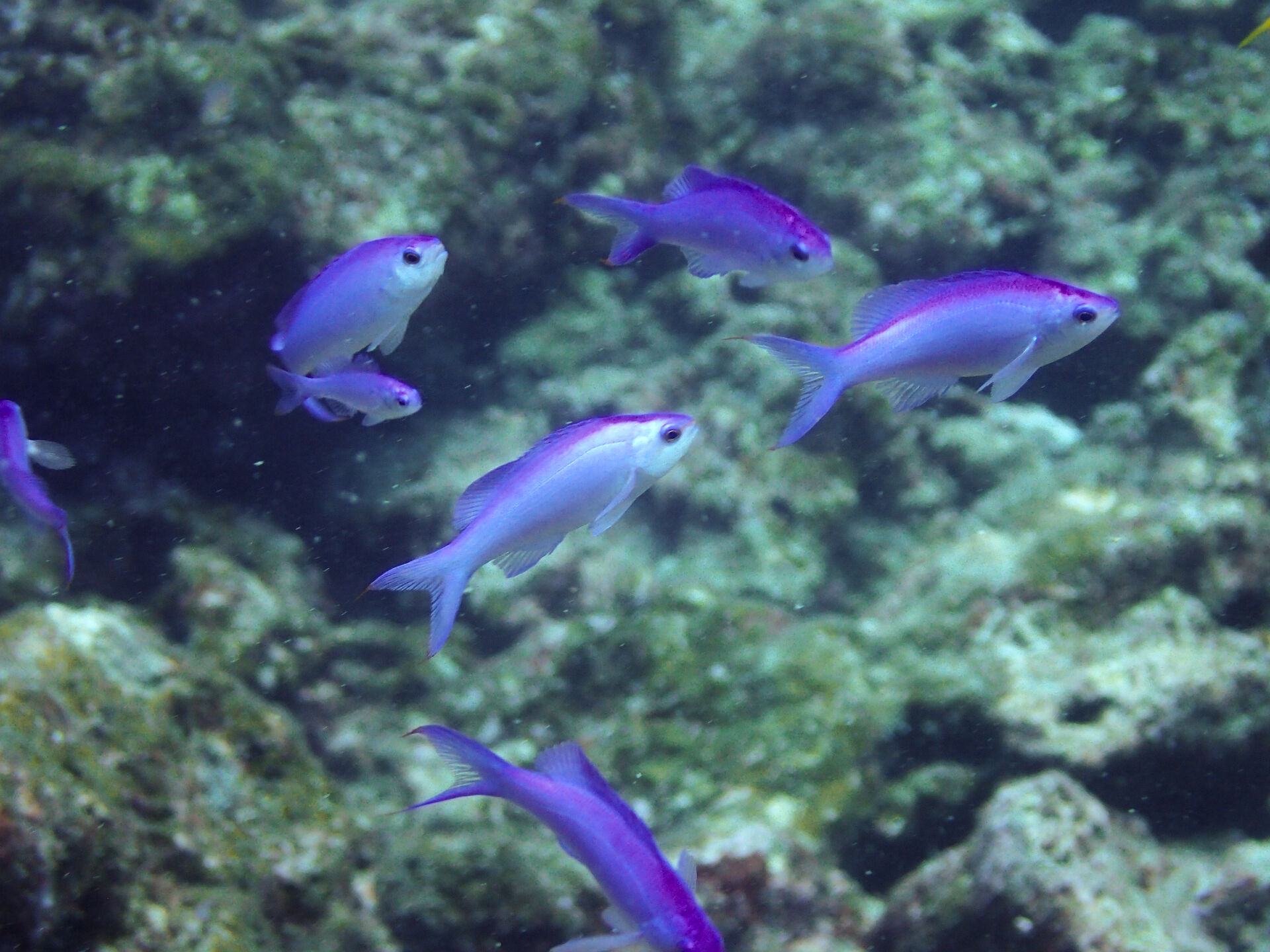 2026.9.1（火）　人間も魚も気にせずお掃除！