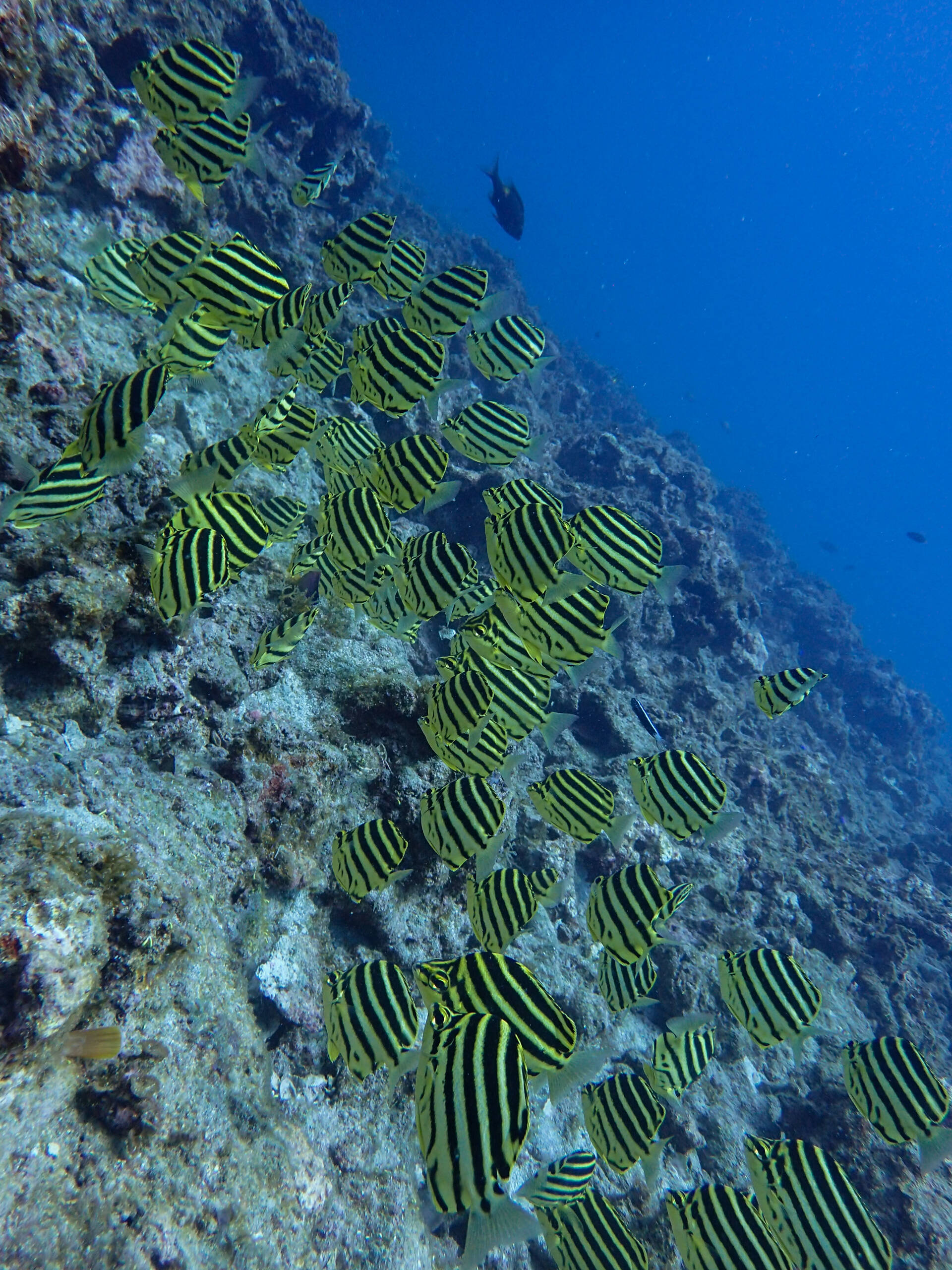 2026.9.1（火）　人間も魚も気にせずお掃除！